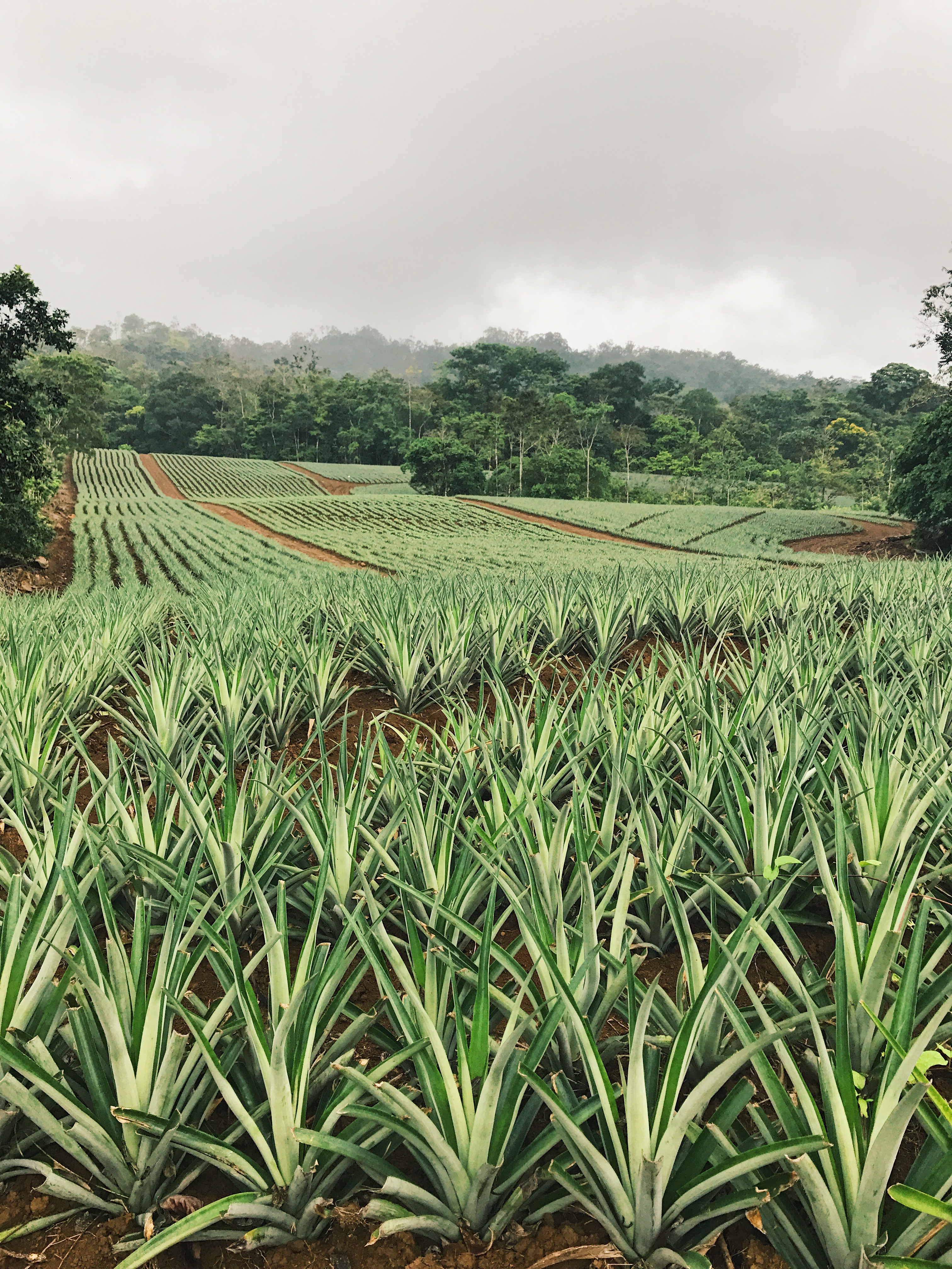 Pineapple fields for days in Costa Rica Whitney Hansen Money Coaching